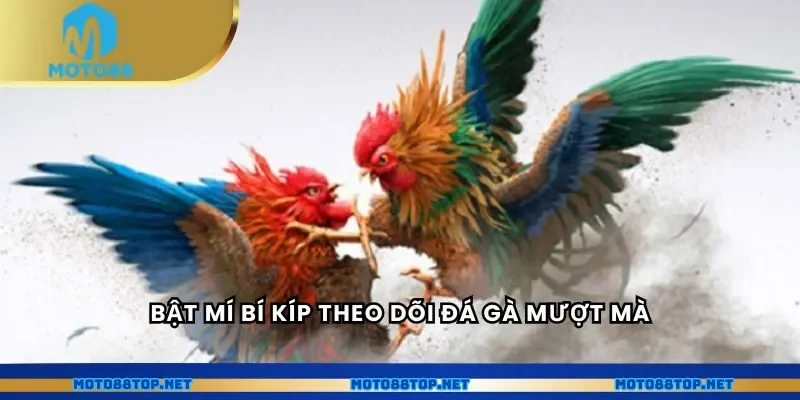 Bật mí bí kíp theo dõi đá gà mượt mà