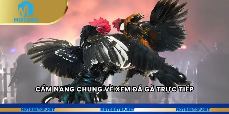 Cẩm nang chung về xem đá gà trực tiếp