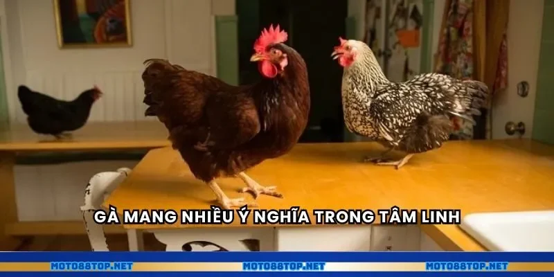 Gà mang nhiều ý nghĩa trong tâm linh
