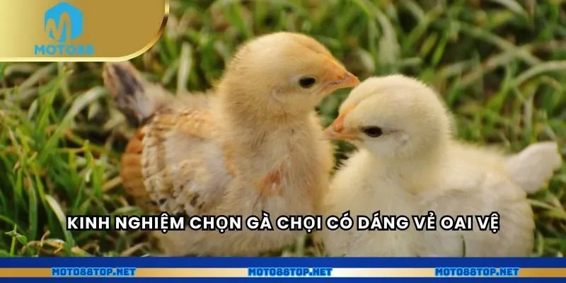 Kinh nghiệm chọn gà chọi có dáng vẻ oai vệ