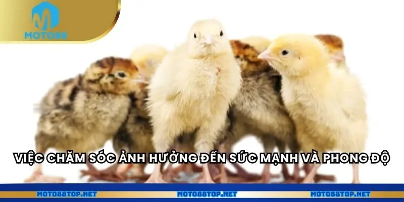 Việc chăm sóc ảnh hưởng đến sức mạnh và phong độ