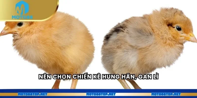 Nên chọn chiến kê hung hãn, gan lì 
