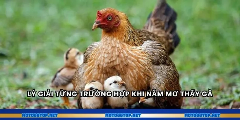 Lý giải từng trường hợp khi nằm mơ thấy gà