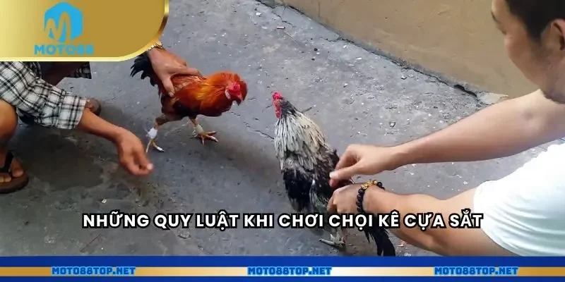 Những quy luật khi chơi chọi kê cựa sắt